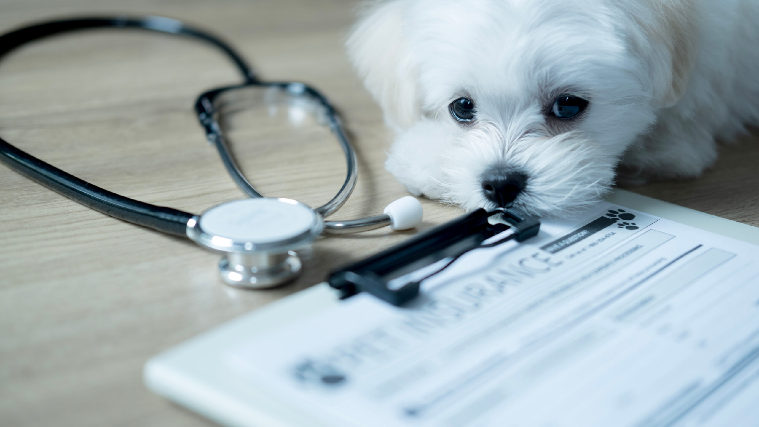 Cute Maltese puppy lies beside a stethoscope and a pet insurance form on a wooden floor, representing health care planning for beloved pets.